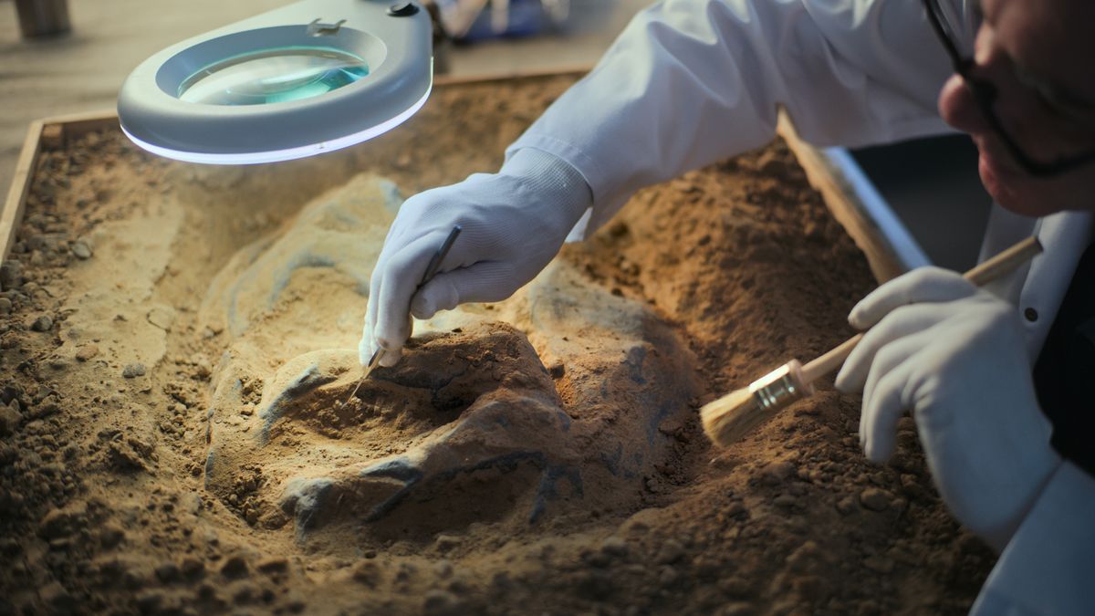 Sorpresa en el mundo de la paleontología: descubren un dinosaurio "asombrosamente extraño"