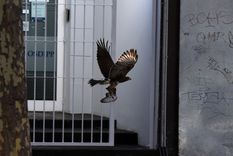 Foto: ALF PONCE MERCADO / MDZ