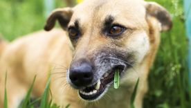 Cuándo la ingesta de pasto o hierba puede ser un problema para el perro o gato. Foto: Shutterstock Cuándo la ingesta de pasto o hierba puede ser un problema para el perro o gato. Foto: Shutterstock
