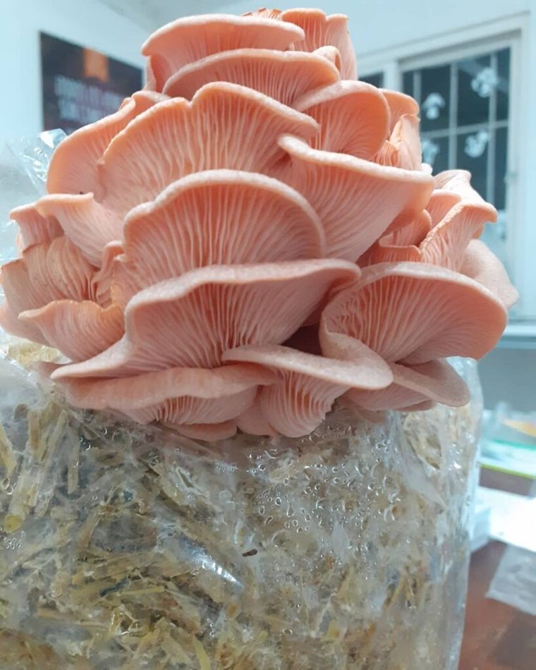 Pleurotus djamor es un hongo que coloniza madera dañada o muerta y forma cuerpos fructíferos de color rosa, que son particularmente populares como hongos comestibles en el este de Asia. Pleurotus djamor es un hongo que coloniza madera dañada o muerta y forma cuerpos fructíferos de color rosa, que son particularmente populares como hongos comestibles en el este de Asia.