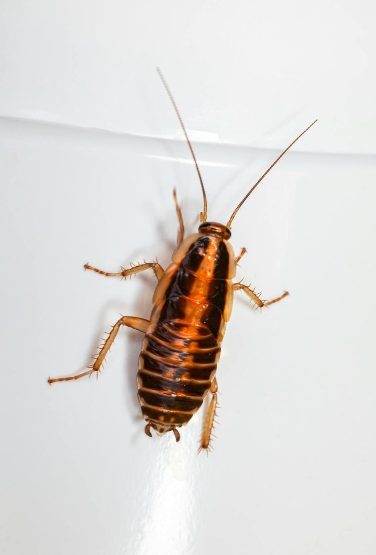 Cucarachas. Cucarachas.