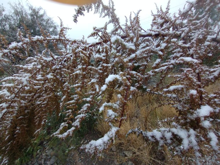 Árboles cubiertos de nieve y un silencio poco habitual convirtieron a El Challao en uno de los escenarios más fotografiados del invierno. Árboles cubiertos de nieve y un silencio poco habitual convirtieron a El Challao en uno de los escenarios más fotografiados del invierno.