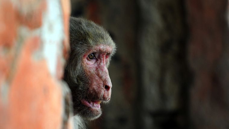 Un mono se sienta a la sombra durante un día caluroso en Allahabad, India.