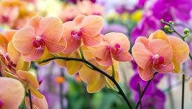 Las orquídeas son una familia de plantas monocotiledóneas que se distinguen por la complejidad de sus flores.