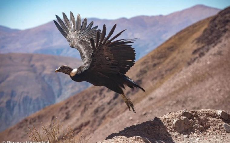 El cóndor andino es inofensivo al ser humano. Foto: Gentileza