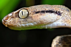 Las serpientes arbóreas marrones comen fácilmente animales que ya están muertos, un hábito inusual para las serpientes, que en su mayoría solo comen presas que ellas mismas han matado. Foto: Alamy