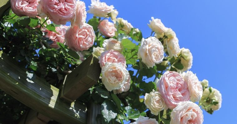 Podemos encontrar rosas blancas, rojas, rosadas, púrpuras, naranjas, azules y amarillas Foto: Shutterstock