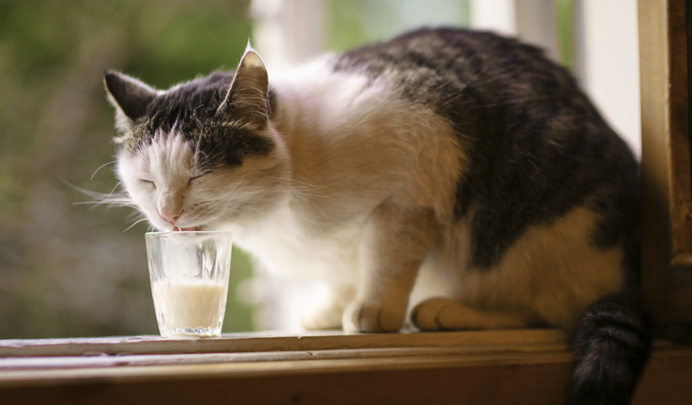 Qué sucede si los gatos toman leche. Foto: Shutterstock