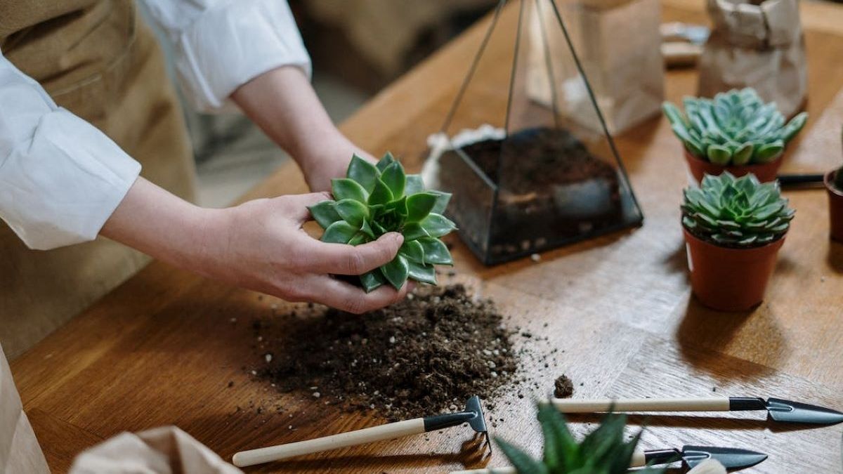 Plantas: el truco de jardineros para revivir suculentas secas o podridas