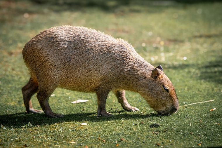 El carpincho fue encontrado dentro de una cisterna y no podía escapar Foto: Shutterstock