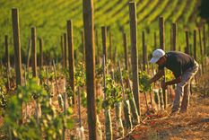 Un acuerdo muy importante para la vitivinicultura Foto: Archivo MDZ
