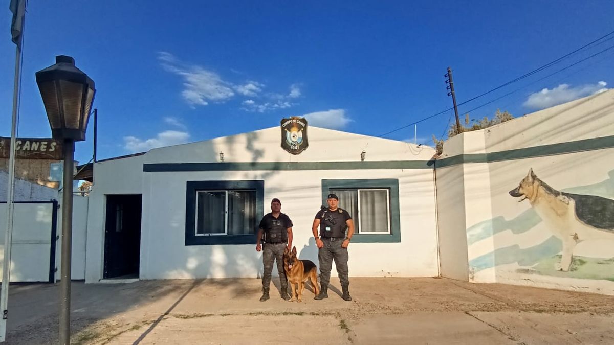 La tarea clave de un perro policial tras el robo en una peluquería de Maipú