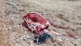 El operativo se dio tras la denuncia del encargado de un establecimiento rural ubicado sobre calle La Costa, en la zona de Isla Grande, en Maipú. El operativo se dio tras la denuncia del encargado de un establecimiento rural ubicado sobre calle La Costa, en la zona de Isla Grande, en Maipú.