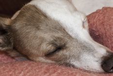 Estos perros aman la tranquilidad y el calor del sillón Foto: Shutterstock