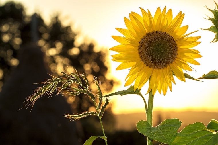 Los niveles de exportación del aceite de girasol y sus derivados alcanzaron números que no se veían desde 2006 en el país. Foto: Pexels