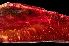 Descubrimiento en una pieza de ámbar reveló una hormiga fósil de hace unos 40 millones de años.