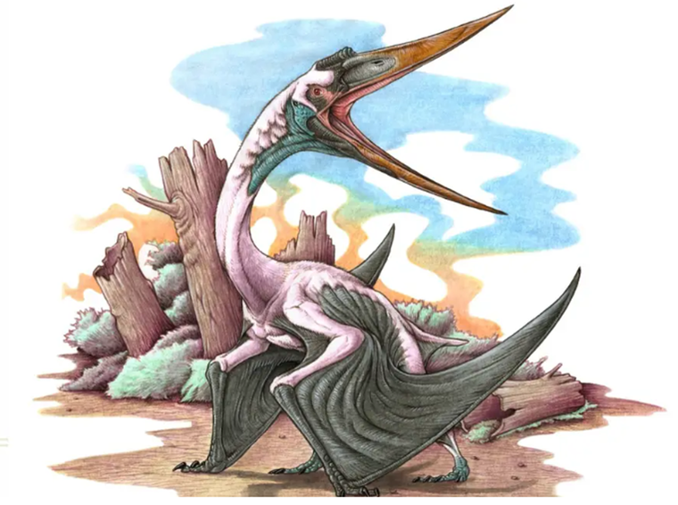 Aspecto que habría tenido el ave cuyos restos fueron hallados en Río Negro. Foto: Ilustración: Gabriel Lio