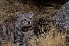 Desde el gato andino hasta la ranita del Pehuenche, varias especies de Mendoza enfrentan amenazas cada vez más difíciles de revertir.
