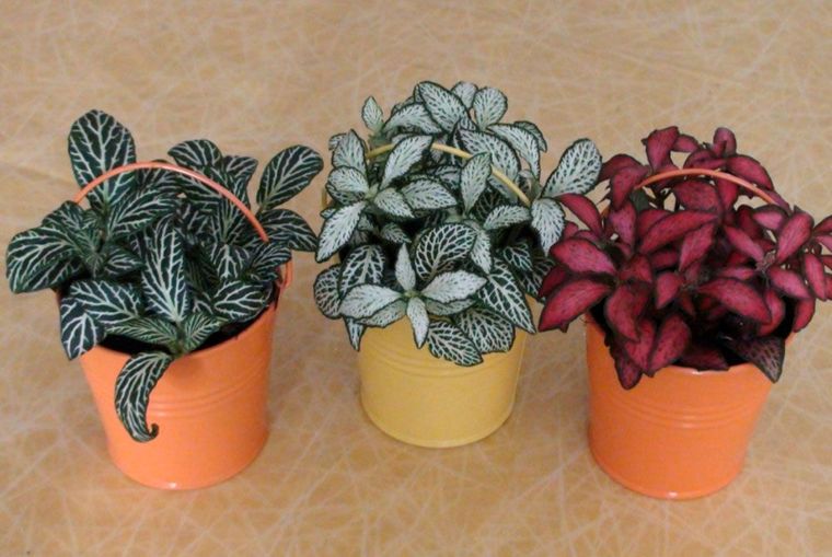 Jardín Consejos para cuidar tus fitonias Foto: Pinterest