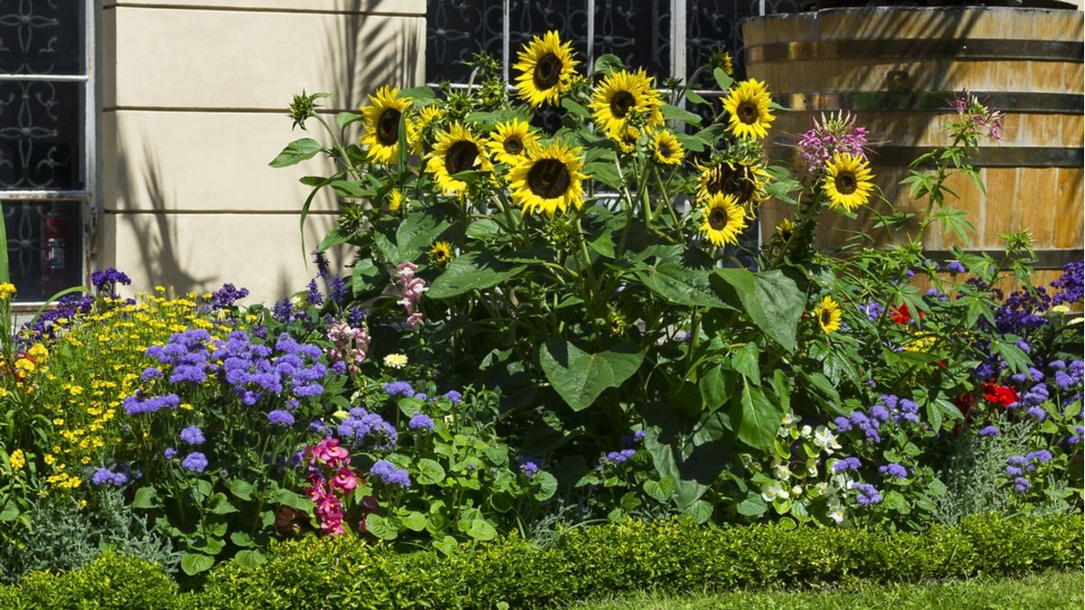 Cómo hacer para que los girasoles vuelvan a sembrarse solos en el jardín