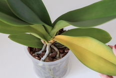 Recupera el color de tus plantas con este abono casero lleno de propiedades Foto: Shutterstock