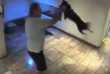 El atacante fue denunciado por una vecina y está detenido por agredir al perro. El atacante fue denunciado por una vecina y está detenido por agredir al perro.