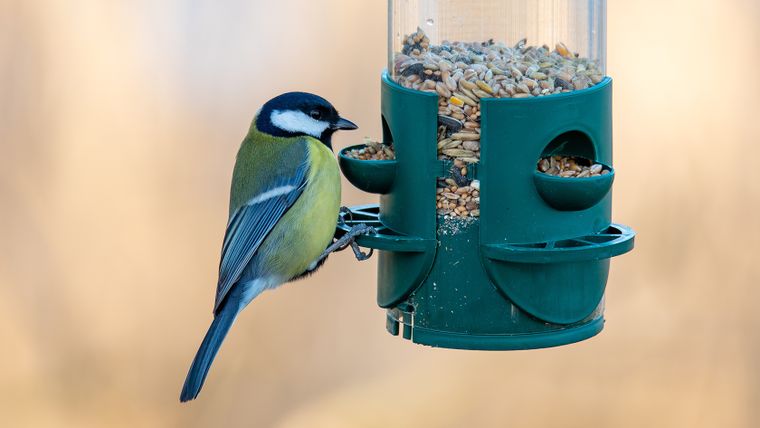 Cómo alimentar a un ave cuando hace frío.&nbsp;