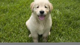 El primero en la lista es el Labrador Foto: Shutterstock