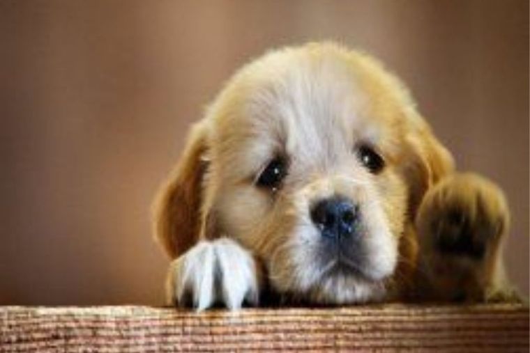 Cachorro canino Foto: Pinterest