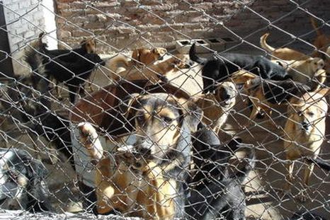 Endurecerán las sanciones económicas por maltrato animal. Foto: Gentileza