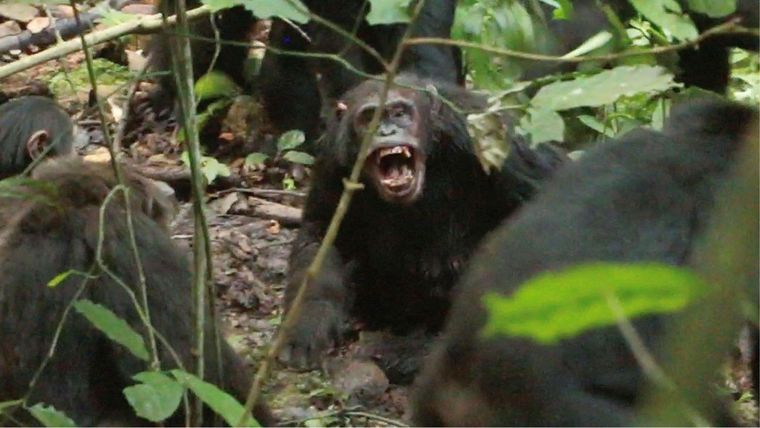 La comunidad de chimpancés Ngogo de Uganda atraviesa una sangrienta fractura.