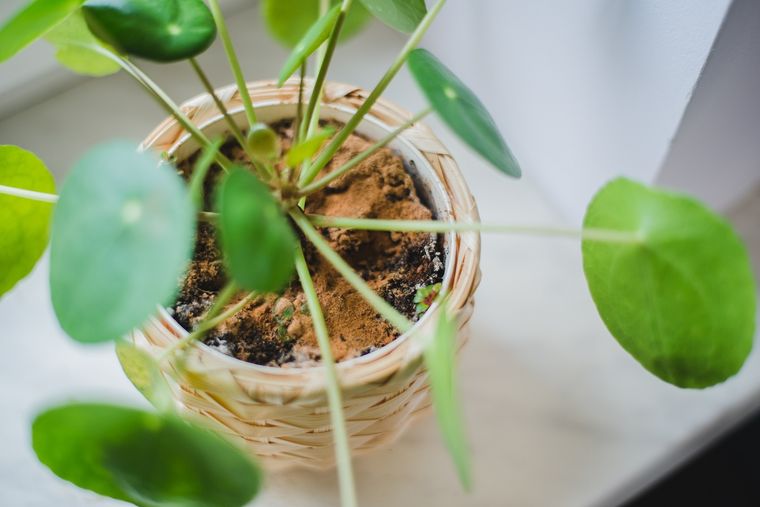 Este fungicida natural combate hongos, fortalece las plantas y respeta el medio ambiente. Foto: Shutterstock Este fungicida natural combate hongos, fortalece las plantas y respeta el medio ambiente. Foto: Shutterstock