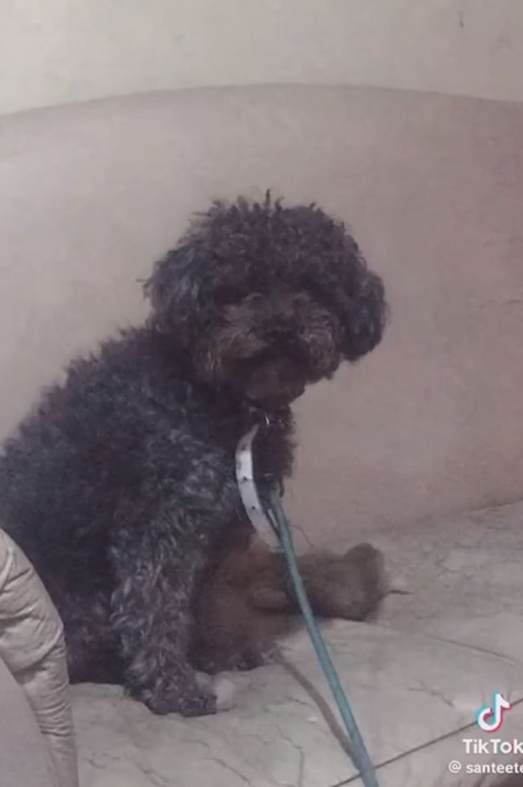 El perro antes de ser enviado a la peluquería Foto: Captura de pantalla