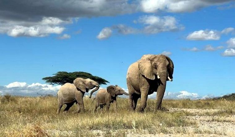 Las poblaciones de elefante africano cayeron un 77% en medio siglo. Foto: Dpa.
