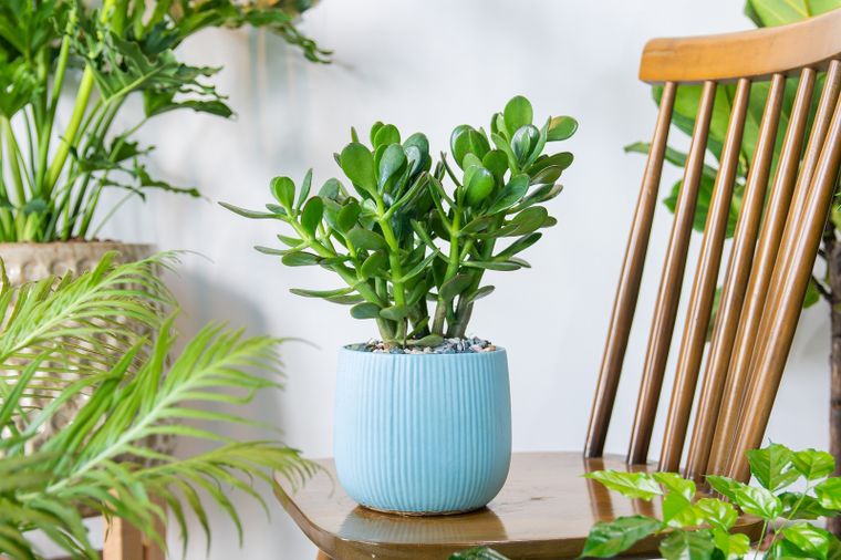 La planta de jade puede florecer con pequeñas flores blancas o rosadas. Foto: Shutterstock. La planta de jade puede florecer con pequeñas flores blancas o rosadas. Foto: Shutterstock.