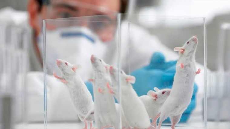 Ratas de laboratorio