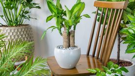 Consejos para cuidar la planta. Fuente: Shutterstock.