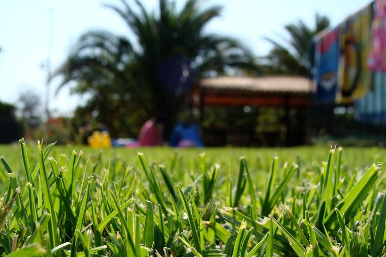 Consejos Tener un pasto verde es posible Foto: Wunderstock