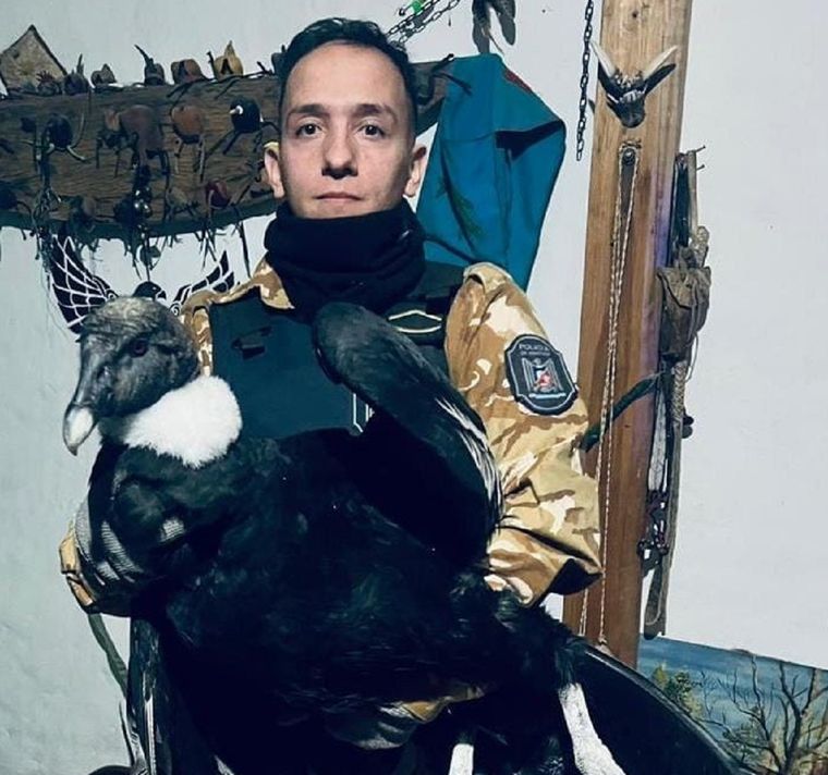 Un efectivo de la Policía Rural junto al cóndor. Foto: Ministerio de Seguridad