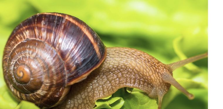 Espanta a los caracoles y salva tus plantas Foto: Shutterstock