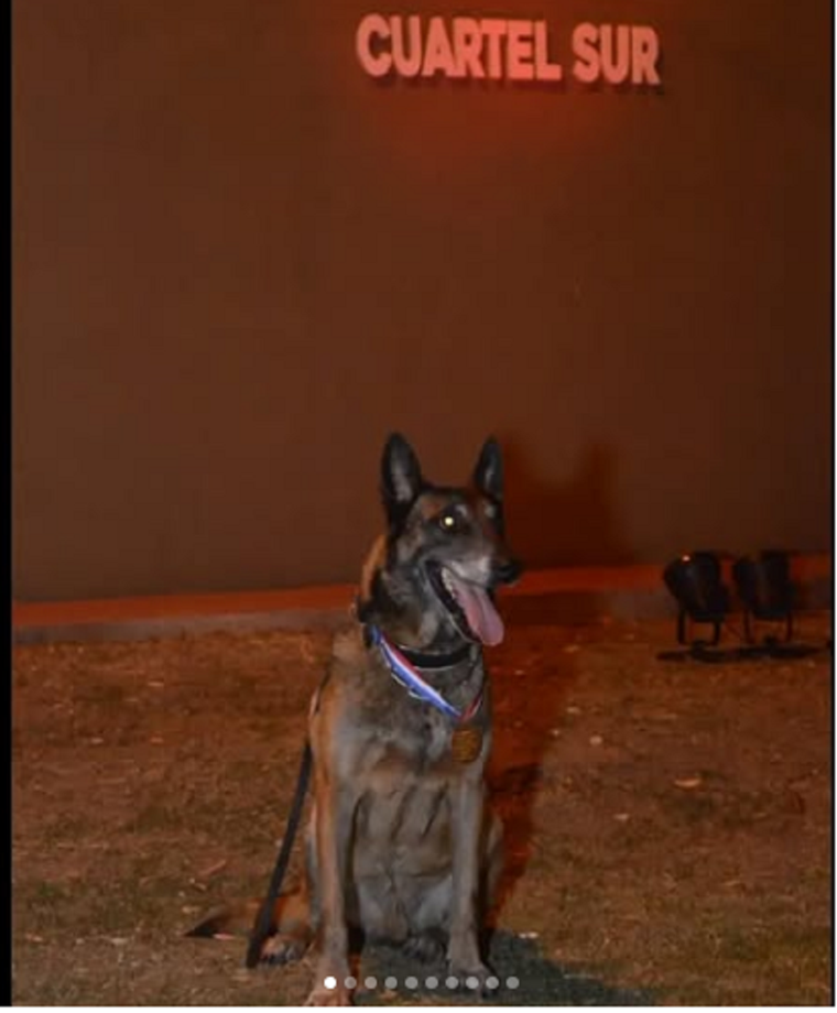 Falleció Baloo, el entrañable perro rescatista Foto: IG Policía SFE