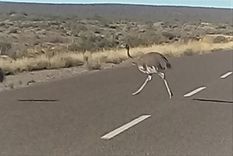 Las aves que se hicieron virales.