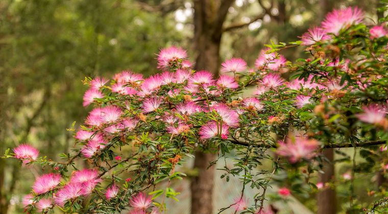 Los árboles ornamentales de pequeño tamaño ganan popularidad en patios urbanos y jardines reducidos.