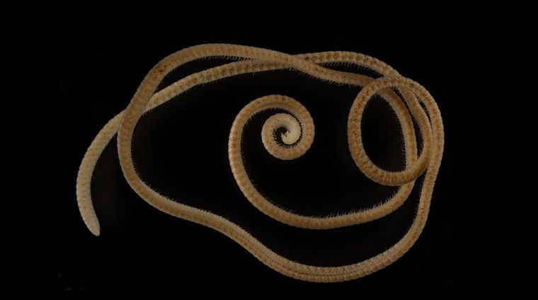 El animal, un milpiés verdadero con 1.306 patas. Foto: Paul E. Marek et al, Springer Nature, 2021 / CC BY 4.0