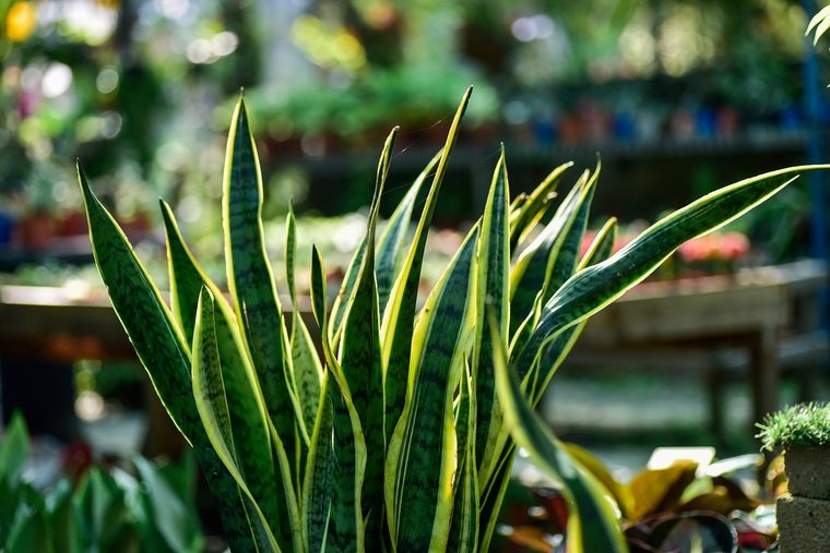 Es una planta que tiene un gran poder de purificación del aire. Foto: Fuente: Shutterstock