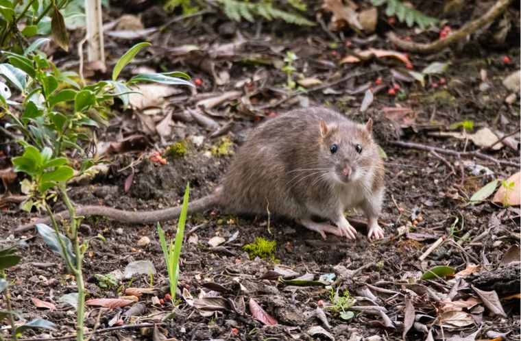 El CONICET descubrió dos nuevas especies de roedores tuco-tuco..