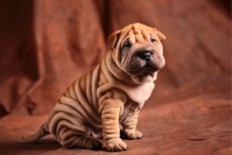 perros perros Foto: Experto Animal