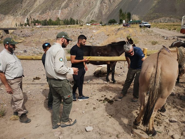 El Ministerio de Ambiente y el Ministerio Público Fiscal llevaron adelante un operativo en el Parque Aconcagua. Foto: Prensa Gobierno de Mendoza