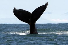 Desde esta playa en la Patagonia se pueden avistar las ballenas sei Foto: EFE
