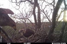 en imagenes: lograron registrar a una nueva cria de un ave en peligro de extincion